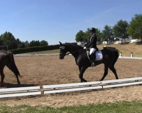 broodmare Lacuna 5 (Oldenburg, 1998, from Lacantus)
