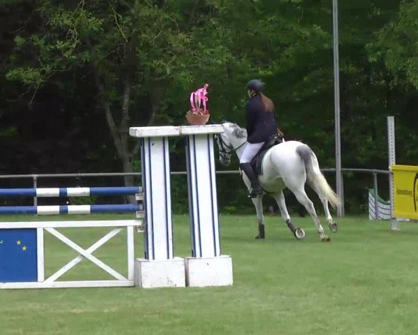 Springpferd Sir Samson 2 (Hannoveraner, 2001, von Slibovitz)
