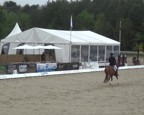 Reitturnier Rastede-Nethen 2021
