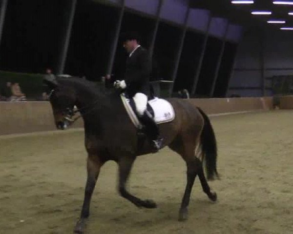 dressage horse Bardolino 30 (Hanoverian, 2005, from Harmony's Baroncelli)