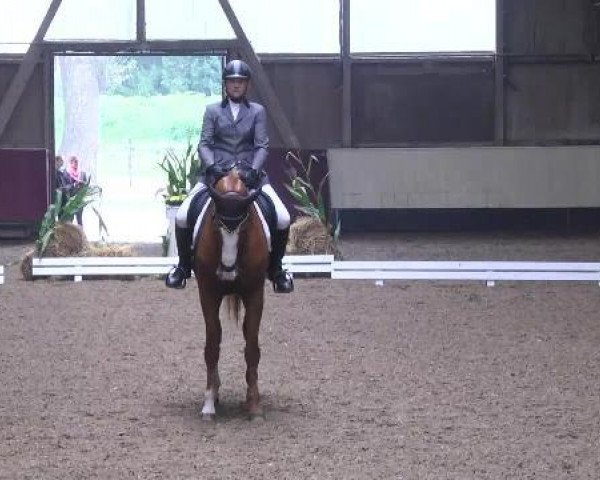 dressage horse Blue Bayou 6 (Hanoverian, 2005, from Harmony's Baroncelli)