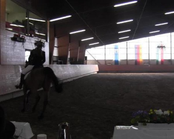 dressage horse Bilbao 28 (Hanoverian, 2001, from Bergamon)