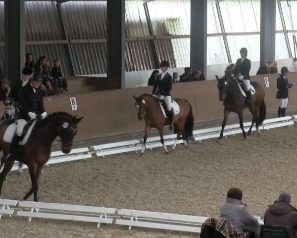 dressage horse Waldfunke (Hanoverian, 2000, from Waldstar xx)