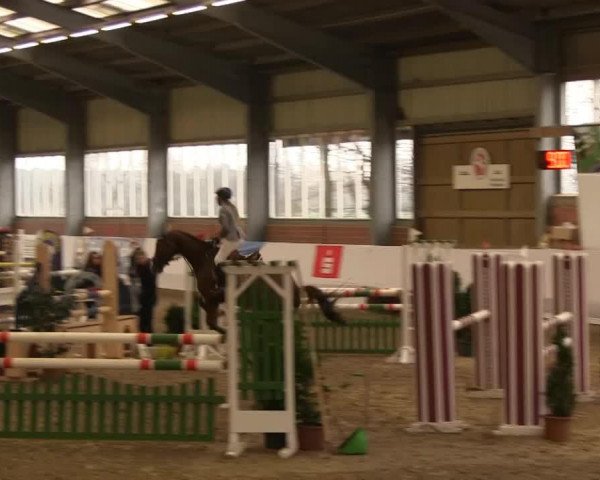 broodmare Apanatschi (Oldenburg, 1995, from Regazzoni)