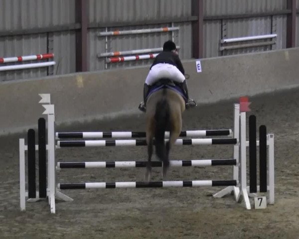 jumper Lapitho (Hanoverian, 2001, from Laptop) jumper Lapitho (Hanoverian, 2001, from Laptop)