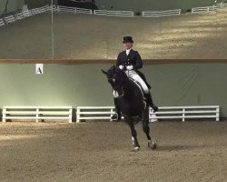 dressage horse Broadway 24 (Hanoverian, 2001, from Beluga)