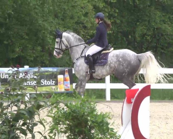 jumper Silberpfeil 31 (Hanoverian, 2006, from Salito)