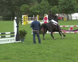jumper Dynastie (Hanoverian, 1994, from Drosselklang II)