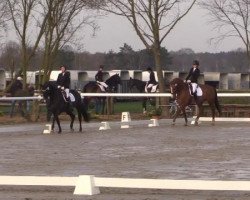 dressage horse Coeur B (Westphalian, 2007, from Chico's Boy)