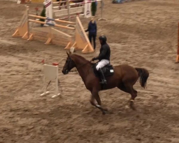 Caballo de salto Albtraum (Oldenburgués, 1995, de Alabaster)