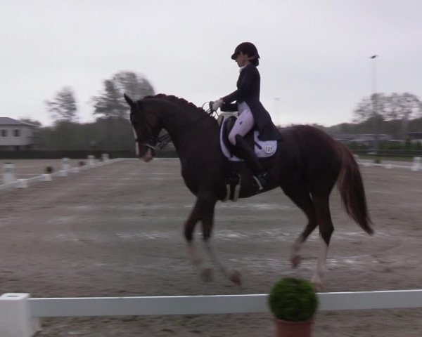 Reitturnier Elmshorn 2021