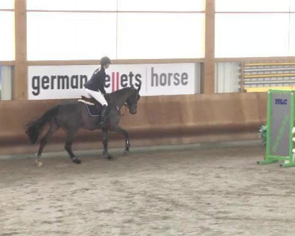 jumper Carlotta Caramba (Mecklenburg, 2006, from Converter I)