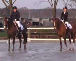 dressage horse Samnaid (Hanoverian, 2006, from Samarant)