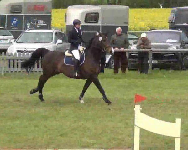 jumper Quentin 41 (Holsteiner, 2003, from Quintero)