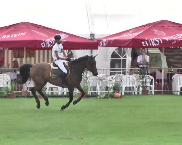 broodmare Raloe (Holsteiner, 2001, from Acorado I)