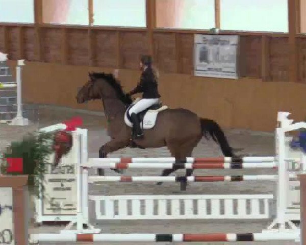 jumper Carasko 2 (Holsteiner, 2005, from Carinjo) jumper Carasko 2 (Holsteiner, 2005, from Carinjo)