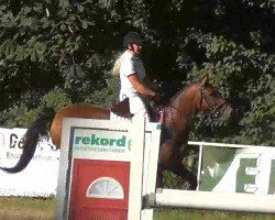 jumper Cantana 12 (Holsteiner, 2002, from Cash and Carry)