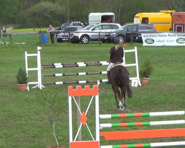 jumper Tamina 106 (Holsteiner, 2003, from Chello I)