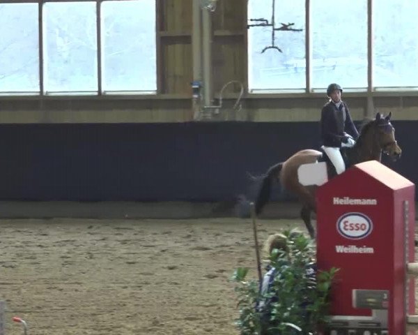 broodmare Likewise (Holsteiner, 2000, from Lascadell)