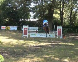 jumper Castello le grande (Holsteiner, 1997, from Corleone)