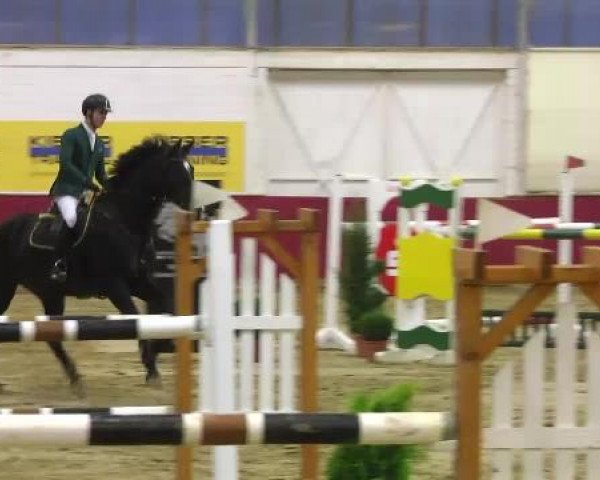 jumper Quassina da Capo (Holsteiner, 2005, from Quantum)