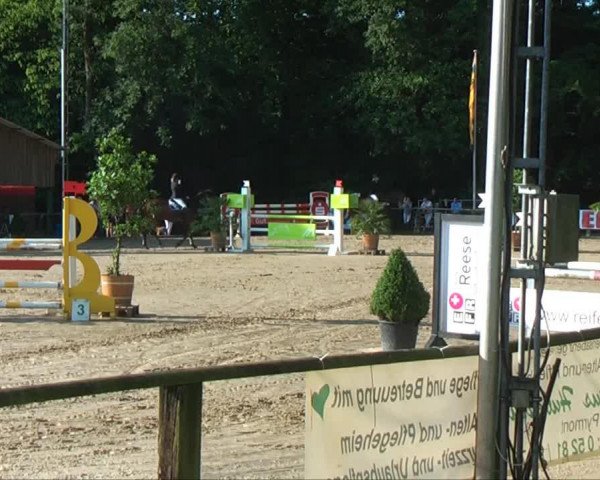 Springpferd Pay Cash 5 (Holsteiner, 1997, von Parco xx)