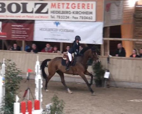 broodmare Ulli 44 (Holsteiner, 2004, from Concept)