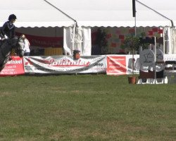 Springpferd Quanta Costa 10 (Oldenburger Springpferd, 2006, von Quite Capitol)