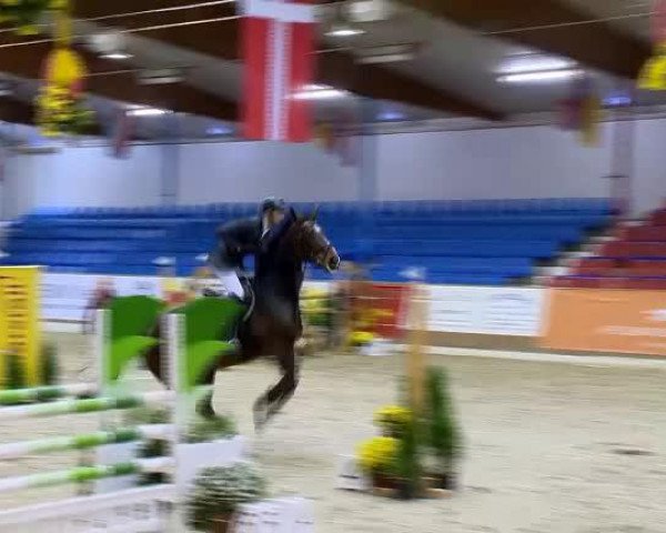 jumper Lexxi M (Oldenburg show jumper, 2005, from Ludwig von Bayern 168 FIN) jumper Lexxi M (Oldenburg show jumper, 2005, from Ludwig von Bayern 168 FIN)
