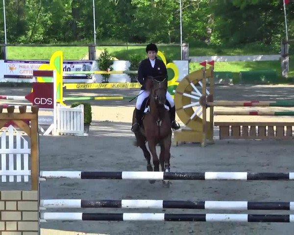 broodmare Ulita 4 (Westphalian, 2005, from Insul Tech Up To Date 8)