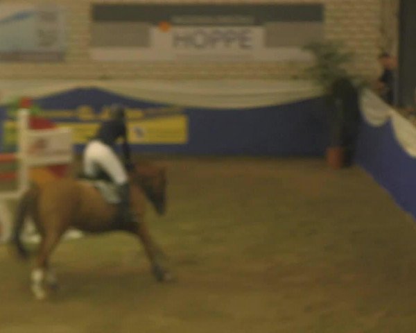 jumper Capa 3 (Hanoverian, 2006, from Couleur Rubin)