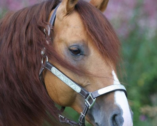 Deckhengst BH IS Dun (Quarter Horse, 1998, von Hollywood Dun It)
