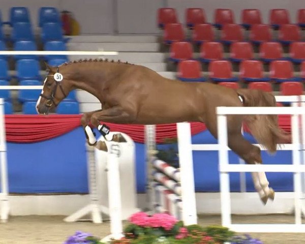Deckhengst Blondie 3 (Oldenburger Springpferd, 2012, von Lordanos)