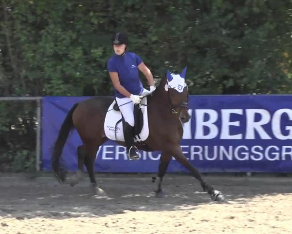 dressage horse Kalle (German Riding Pony, 1996, from Nibelungenheld)