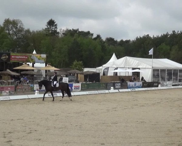 Reitturnier Rastede-Nethen 2021