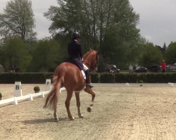 Reitturnier Elmshorn 2021