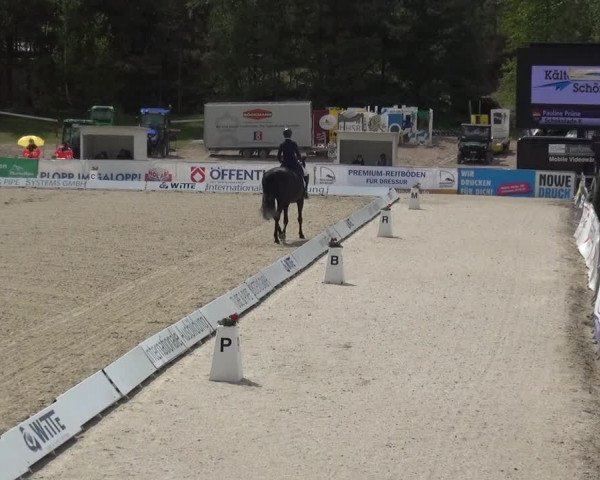 Reitturnier Rastede-Nethen 2021