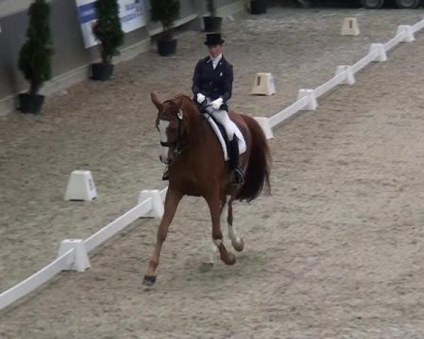dressage horse Pacco's Boy (Rhinelander, 1997, from Pacco II)