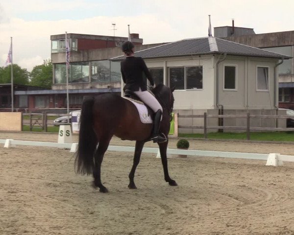 Reitturnier Elmshorn 2021