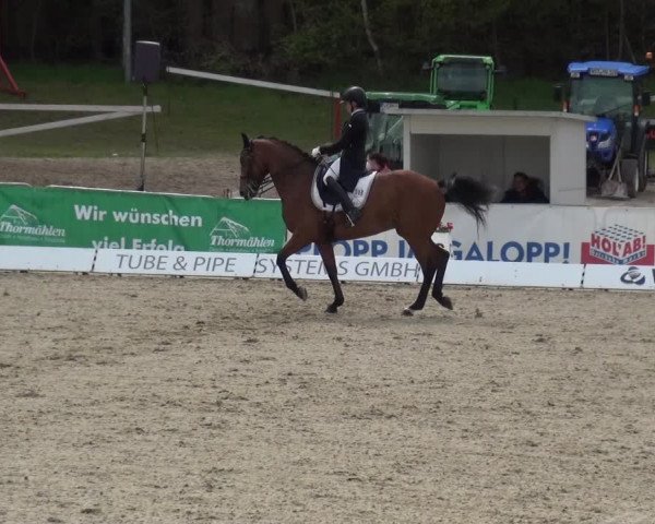 Reitturnier Rastede-Nethen 2021