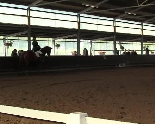 broodmare City Rose (Westphalian, 2000, from Cordino)