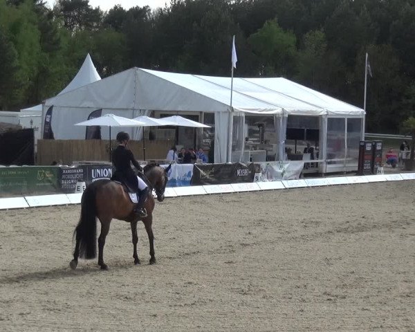 Reitturnier Rastede-Nethen 2021