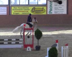 Springpferd Nobel Norbert (Deutsches Reitpony, 1997, von Night-Star III)
