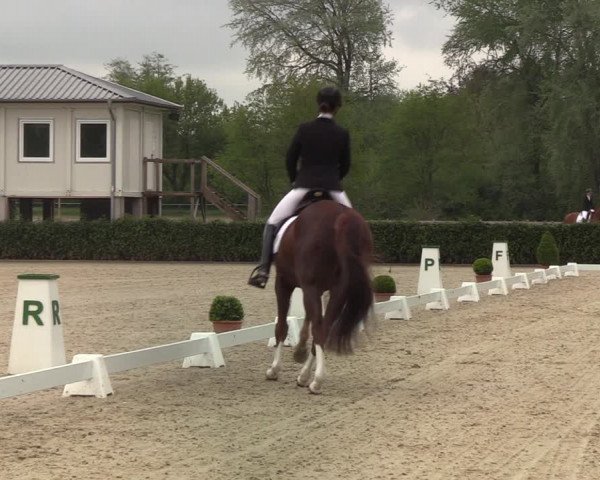 Reitturnier Elmshorn 2021