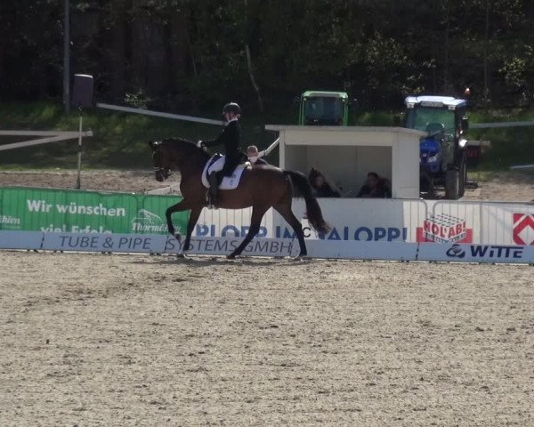 Reitturnier Rastede-Nethen 2021
