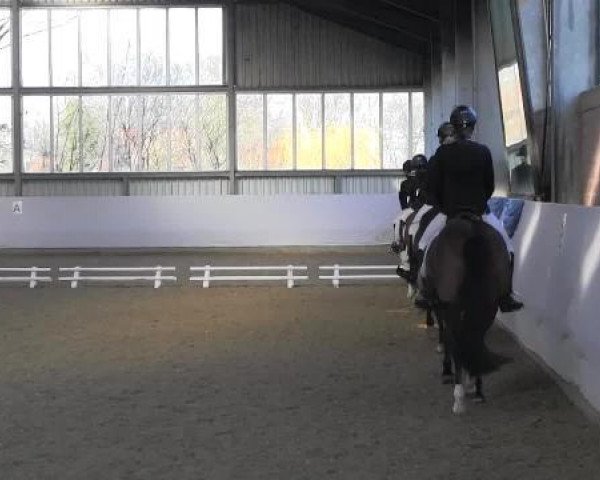 dressage horse Mamma Mia 7 (German Riding Pony, 2007, from Pancho)