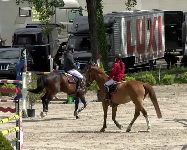 Reitturnier Basel Schänzli 2021