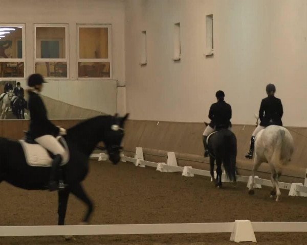 broodmare Frailea (Westphalian, 1997, from Freudenprinz)