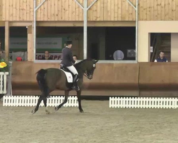 dressage horse Pepermoon 2 (Hanoverian, 2000, from Preussenprinz)