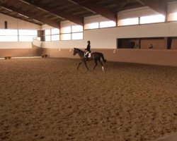 dressage horse Elouisa 2 (Westphalian, 2002, from Ehrentanz I)